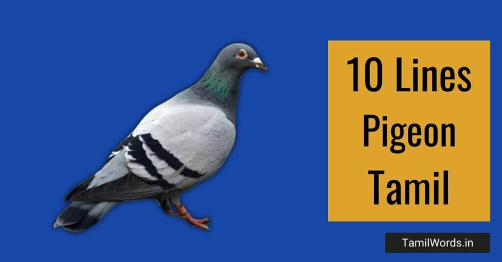 10 Lines about Pigeon in Tamil